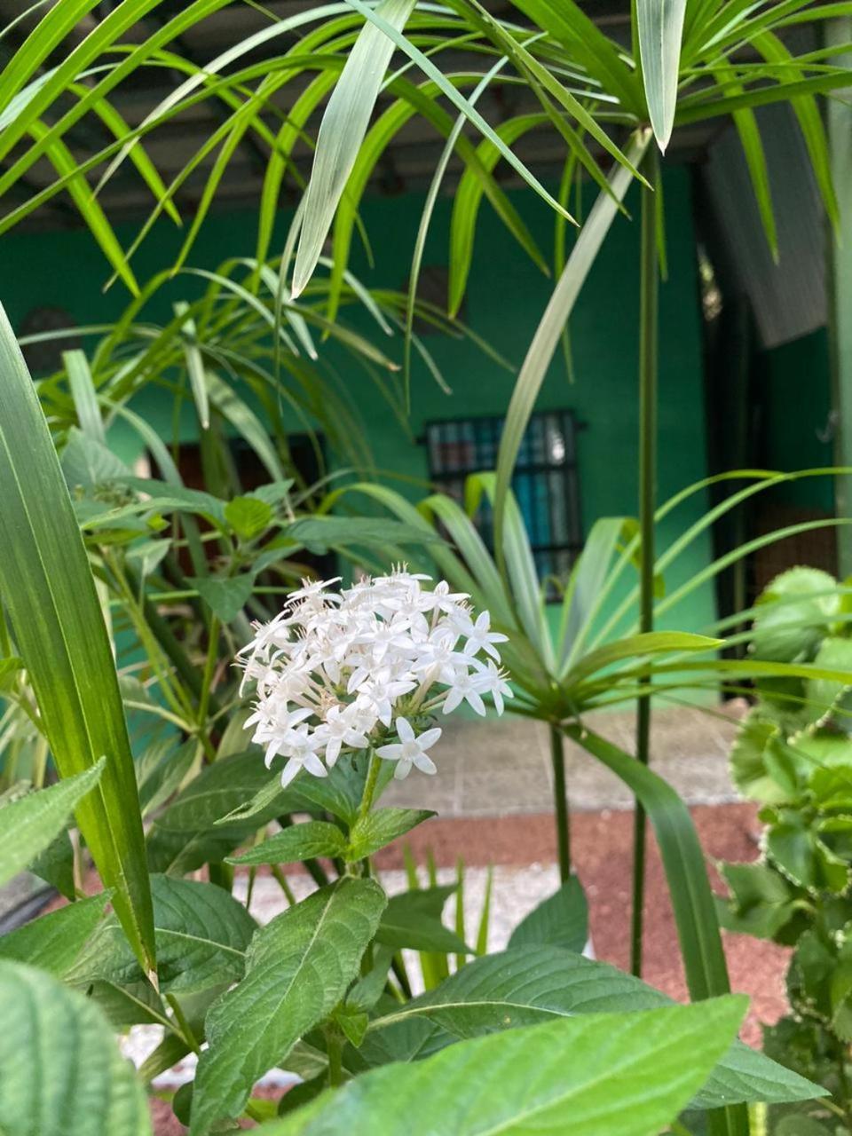 Cabinas Mitchaelle'S Puerto Viejo de Talamanca Экстерьер фото